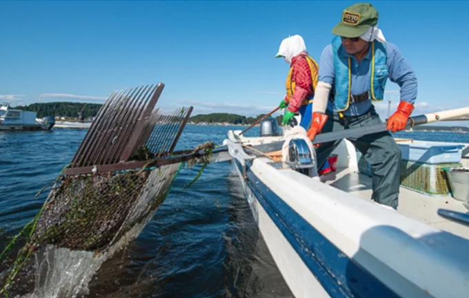 楽しく大切に資源を育て守る、小川原湖のシジミ漁 【ニッポンの魚獲り】